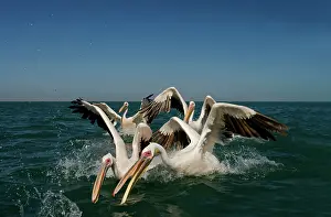 Lunging: Great White Pelicans - lunging for food in the water