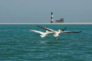 Karl Terblanche: Great White Pelicans - pair in flight with the