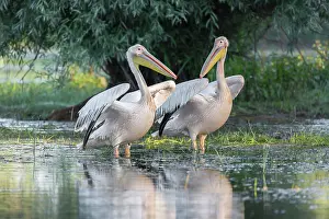 Dobrudscha: Two Great white pelicans (Pelecanus onocrotalus)
