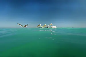 Altantic: Great White Pelicans - seen from water level with
