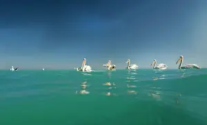 Altantic: Great White Pelicans - seen from the water level