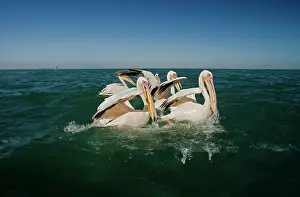 Altantic: Great White Pelicans - on the water