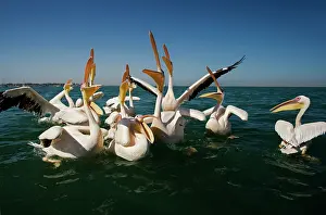 Altantic: Great White Pelicans - on the water