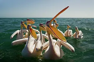 Altantic: Great White Pelicans on the water - with beak open