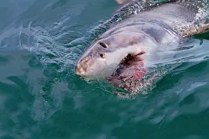 Attracted: Great White Shark - attracted with food - near surface