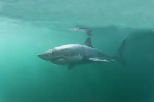 Attracted: Great White Shark - attracted with food - underwater