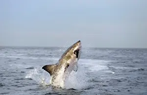 Carcharias: Great White Shark - Breaching