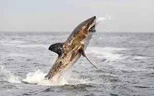 Carcharias: Great White Shark - Breaching