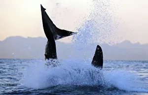 Carcharias: Great White Shark - Breaching