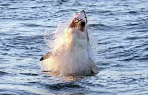 Carcharias: Great White Shark - Breaching