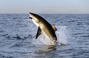 Carcharias: Great White Shark - breaching