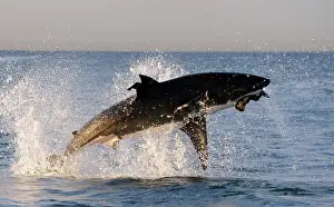 Carcharias: Great White Shark - breaching