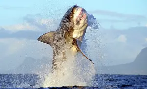 Carcharias: Great White Shark - Breaching