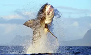 Attacking: Great White Shark - breaching