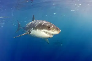 Peril: Great white shark, Carcharodon carcharias, vulnerable, IUCN