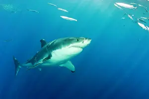 Peril: Great white shark, Carcharodon carcharias, vulnerable, IUCN