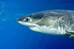 Peril: Great white shark, Carcharodon carcharias, vulnerable, IUCN