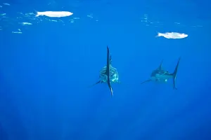 Peril: Great white shark, Carcharodon carcharias, vulnerable, IUCN