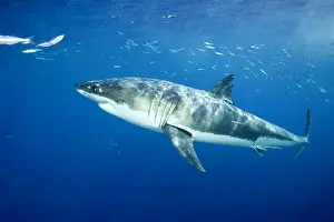 Peril: Great white shark, Carcharodon carcharias, vulnerable, IUCN