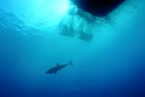 Latinamerica: Great white shark, Carcharodon carcharias, vulnerable, IUCN