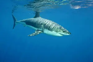 Peril: Great white shark, Carcharodon carcharias, vulnerable, IUCN