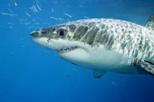 Peril: Great white shark, Carcharodon carcharias, vulnerable, IUCN