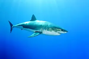 Peril: Great white shark, Carcharodon carcharias, vulnerable, IUCN