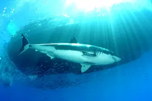 Peril: Great white shark, Carcharodon carcharias, vulnerable, IUCN