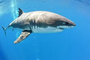 Peril: Great white shark, Carcharodon carcharias, vulnerable, IUCN