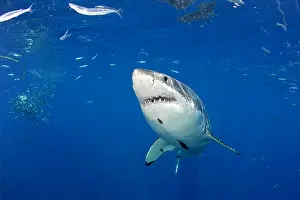 Peril: Great white shark, Carcharodon carcharias, vulnerable, IUCN
