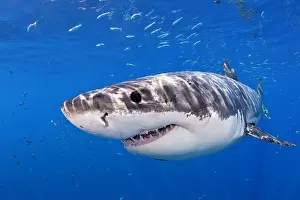 Peril: Great white shark, Carcharodon carcharias, vulnerable, IUCN