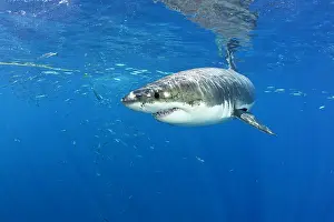 Peril: Great white shark, Carcharodon carcharias, vulnerable, IUCN