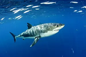 Peril: Great white shark, Carcharodon carcharias, vulnerable, IUCN