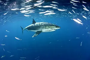 Peril: Great white shark, Carcharodon carcharias, vulnerable, IUCN