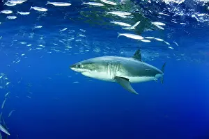 Peril: Great white shark, Carcharodon carcharias, vulnerable, IUCN