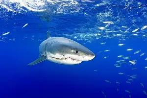 Peril: Great white shark, Carcharodon carcharias, vulnerable, IUCN
