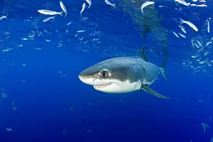 Peril: Great white shark, Carcharodon carcharias, vulnerable, IUCN