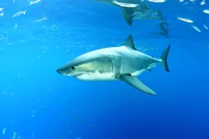 Peril: Great white shark, Carcharodon carcharias, vulnerable, IUCN