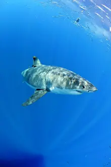 Peril: Great white shark, Carcharodon carcharias, vulnerable, IUCN