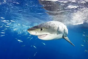 Peril: Great white shark, Carcharodon carcharias, vulnerable, IUCN