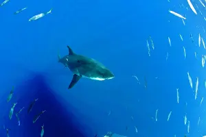 Peril: Great white shark, Carcharodon carcharias, vulnerable, IUCN