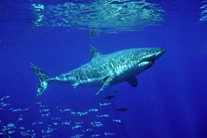 Carcharias: great white shark, Carcharodon carcharias, Guadalupe Island
