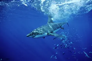 Carcharias: great white shark, Carcharodon carcharias, Guadalupe Island