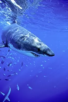 Carcharias: great white shark, Carcharodon carcharias, Guadalupe Island