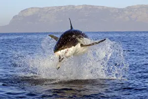 Leaping: Great white shark (Carcharodon carcharias), False Bay, South