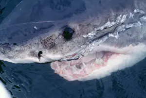 Carcharias: Great White SHARK - close-up of head