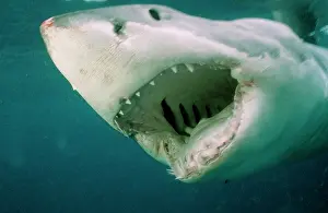 Douglas David Seifert: Great White SHARK - close-up of head, mouth open