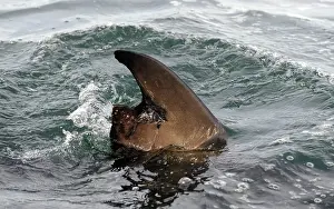 Carcharias: Great White Shark - damaged dorsal fin