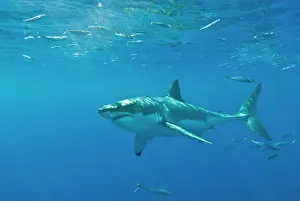 Carcharaodon: Great White Shark - Female