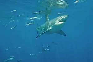 Carcharaodon: Great White Shark - Female